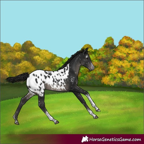 Horse Color:Gray Black Sabino Tobiano Appaloosa