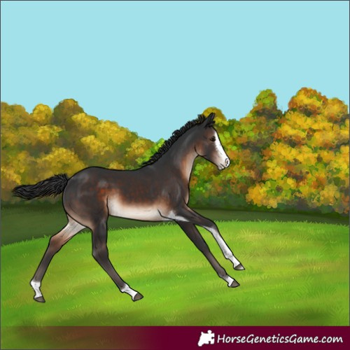 Horse Color:Brown Splash Tobiano