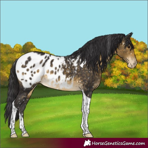 Horse Color:Buckskin Tobiano Blanket Rabicano 