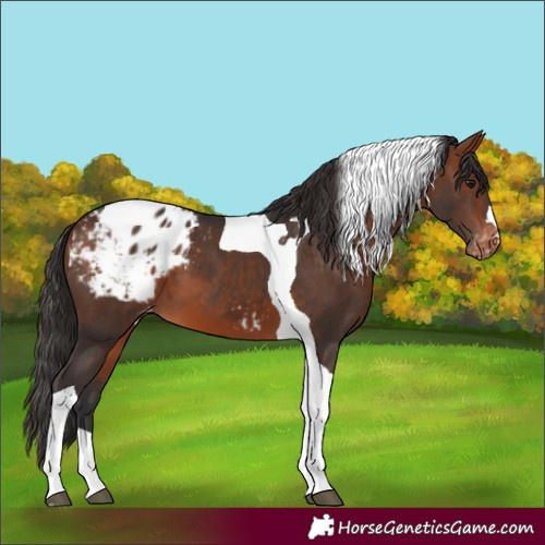 Horse Color:Bay Tobiano Blanket 
