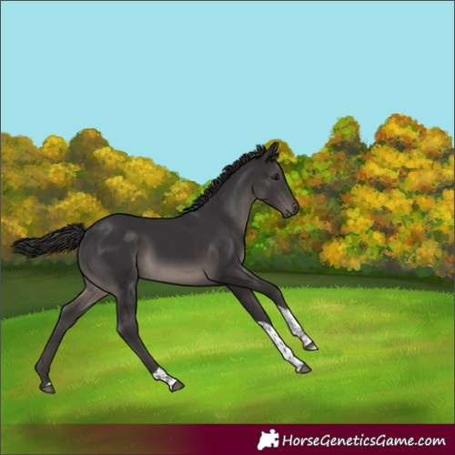 Horse Color:Smoky Black Tobiano
