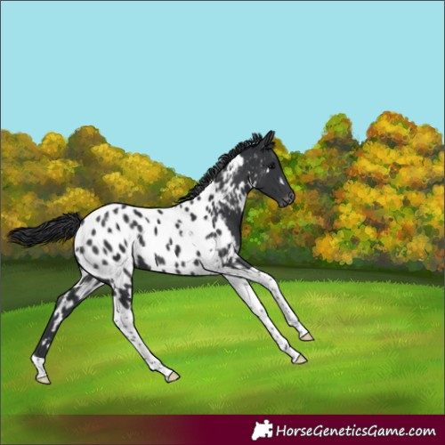 Horse Color:White Spotted Black Tobiano Appaloosa