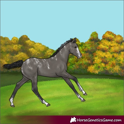 Horse Color:Powder White Grullo 