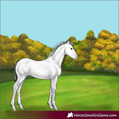 Horse Color:Powder White Grullo Splash Appaloosa 
