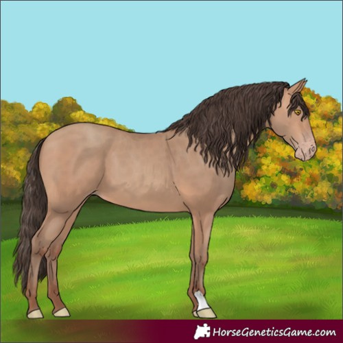 Horse Color:Amber Champagne