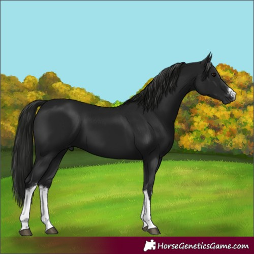 Horse Color:Gray White Spotted Black