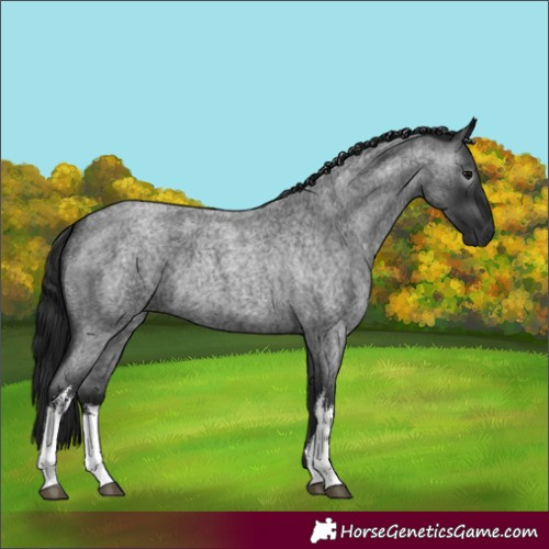 Horse Color:Gray White Spotted Blue Roan 