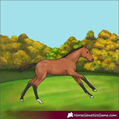 Horse Color:Bay 