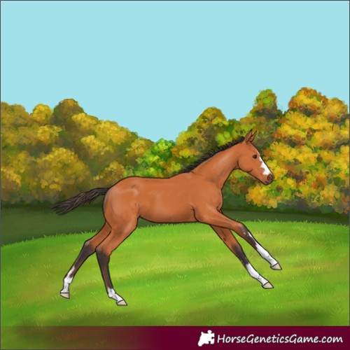 Horse Color:Bay 