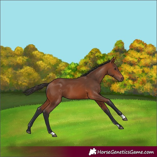Horse Color:Bay 