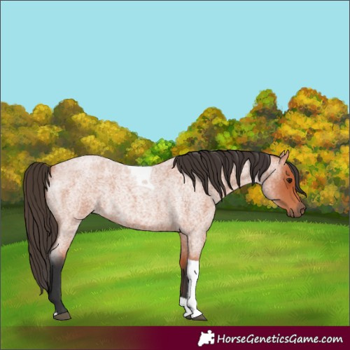 Horse Color:Bay Roan Tobiano