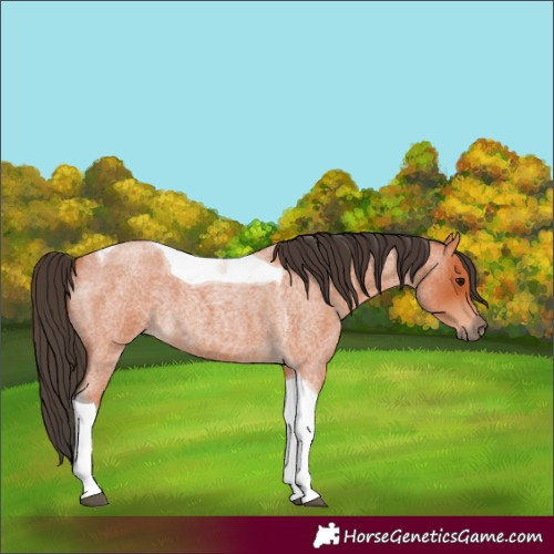 Horse Color:Bay Roan Tobiano 
