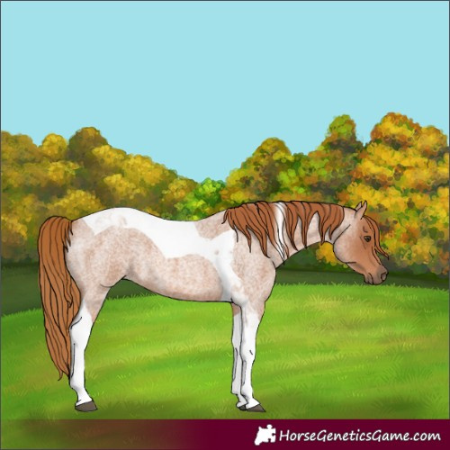 Horse Color:Red Roan Tobiano