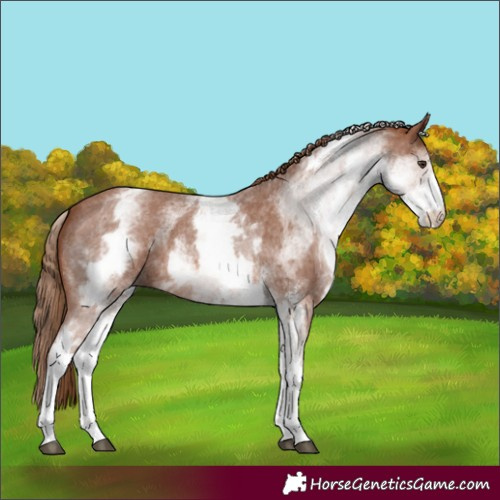 Horse Color:White Spotted Chestnut Sabino 