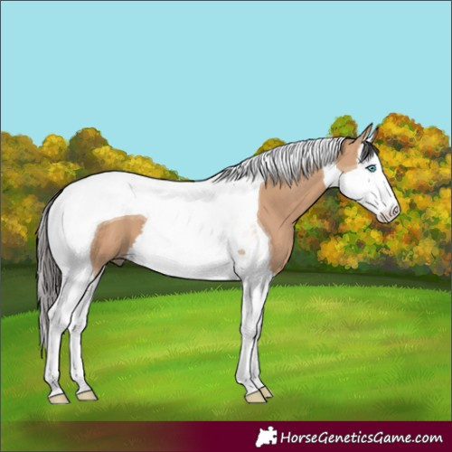 Horse Color:Bay Dun Splash Tobiano