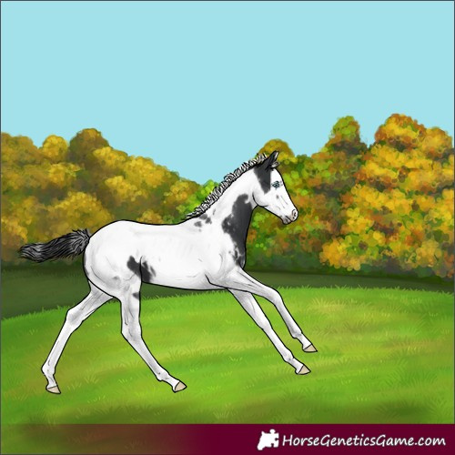 Horse Color:Black Splash Tobiano Frame Skewed Appaloosa