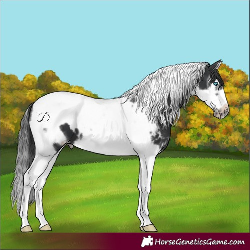 Horse Color:Black Splash Tobiano Frame Skewed LP Spotted