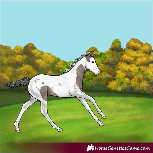 Horse Color:Grullo Splash Tobiano Rabicano