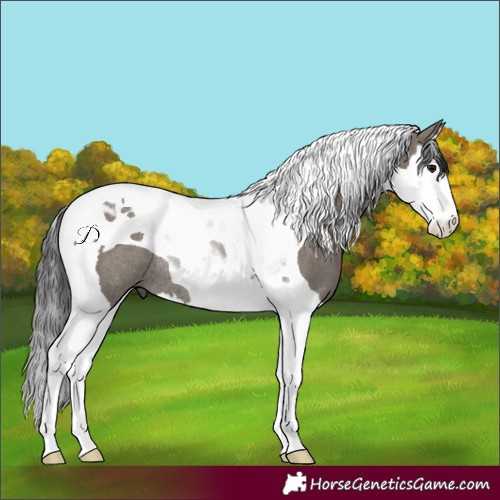 Horse Color:Grullo Splash Tobiano Rabicano 