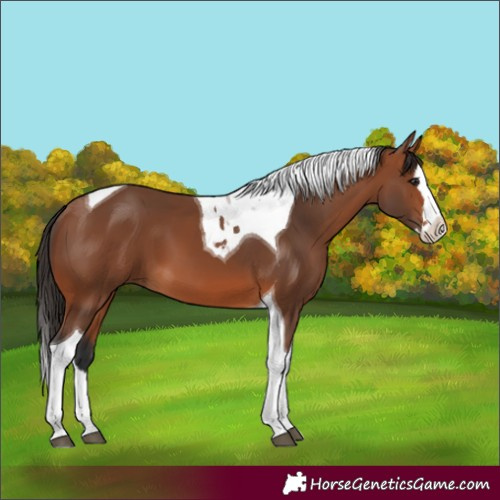 Horse Color:Bay Splash Tobiano