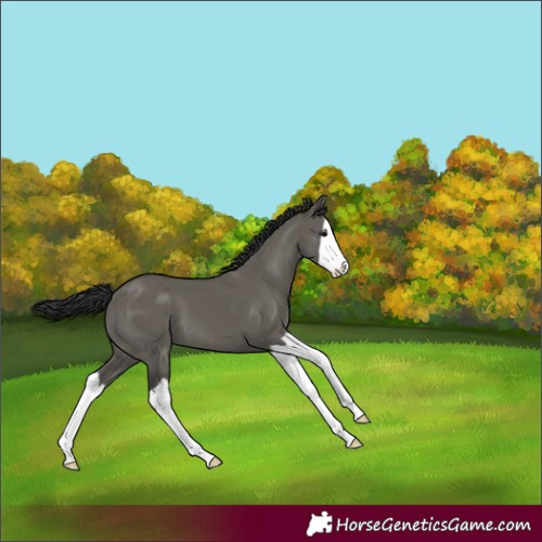 Horse Color:Grullo Splash