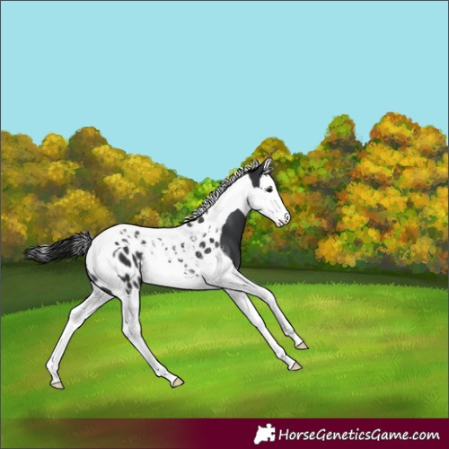 Horse Color:Black Splash Tobiano Appaloosa 