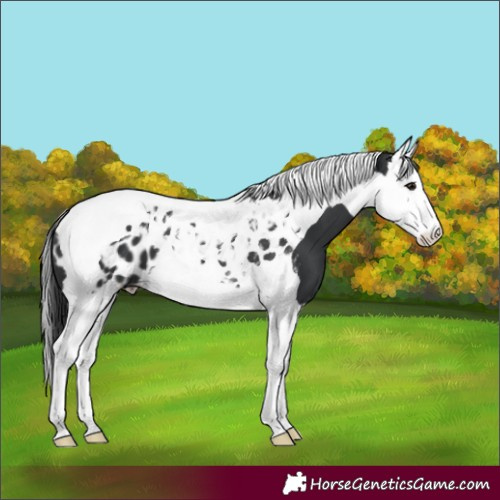 Horse Color:Black Splash Tobiano Near Leopard 