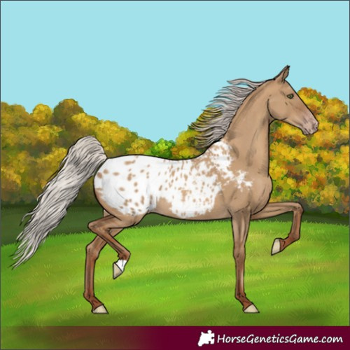 Horse Color:Gray Silver Classic Champagne Dun Blanket