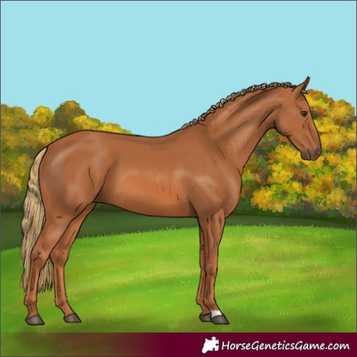 Horse Color:Unknown 