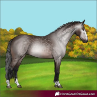 Horse Color:Gray Bay