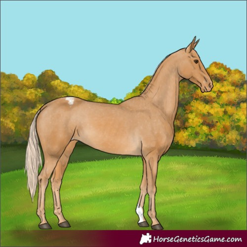 Horse Color:Palomino Varnish