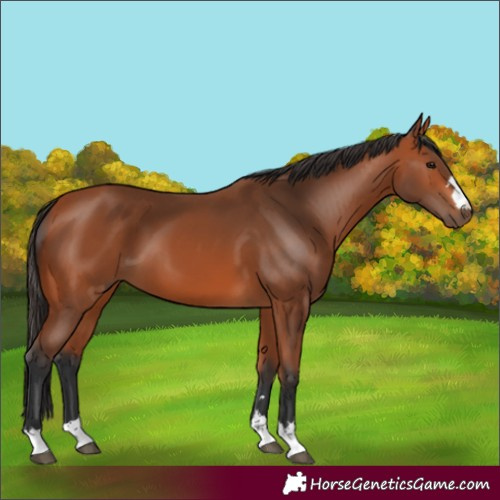 Horse Color:Unknown 