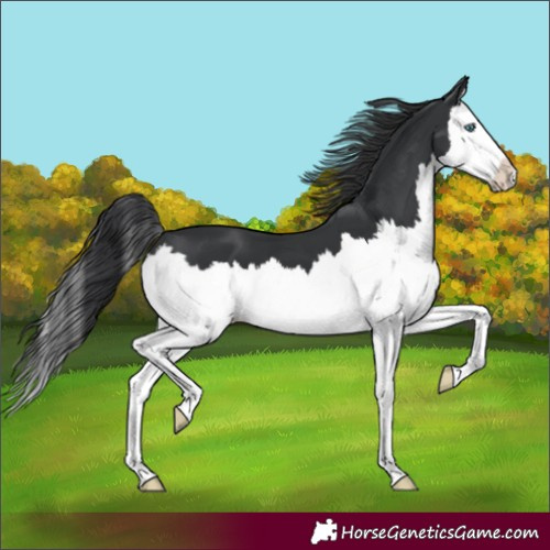 Horse Color:Black Splash 