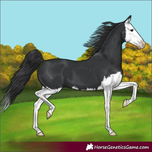 Horse Color:Unknown 