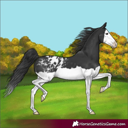 Horse Color:Unknown 