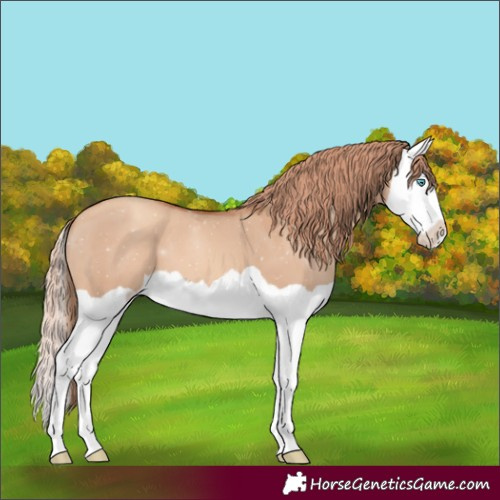 Horse Color:Gold Champagne Dun Splash 
