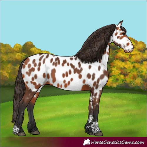 Horse Color:Bay Appaloosa