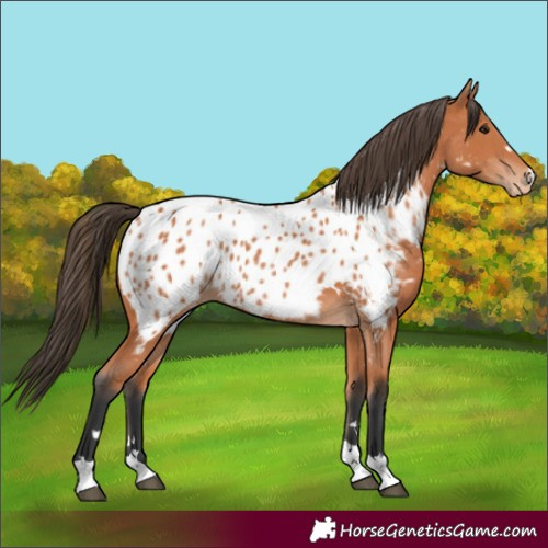 Horse Color:Bay Appaloosa 