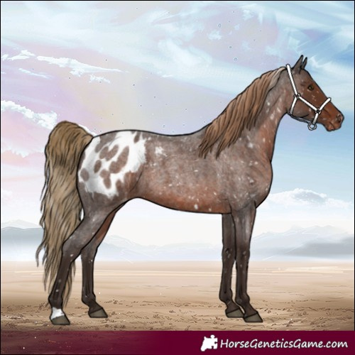 Horse Color:Liver Red Roan Blanket 
