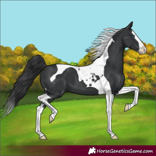 Horse Color:Black Splash Tobiano