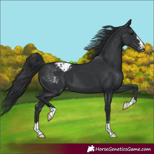 Horse Color:Black Blanket 