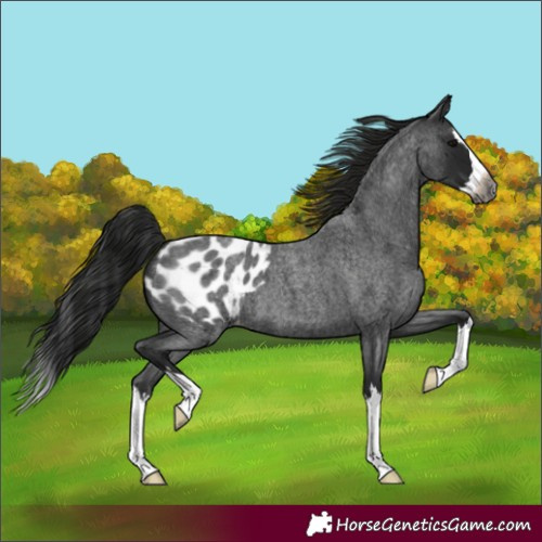 Horse Color:Unknown 
