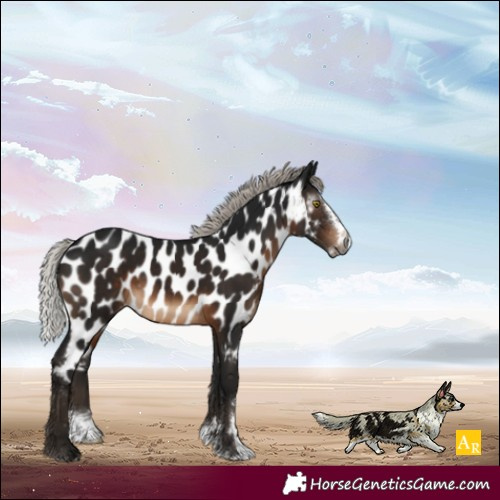 Horse Color:Gray Silver Brown Mushroom Sabino Splash Appaloosa Rabicano 