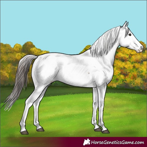 Horse Color:Bay Fewspot 