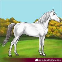 Horse Color:Bay Fewspot