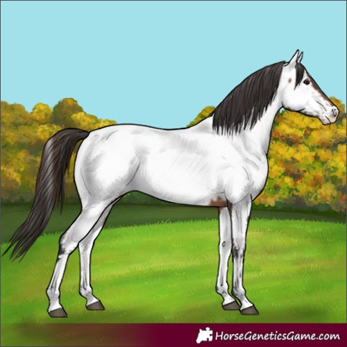 Horse Color:Bay Near Fewspot