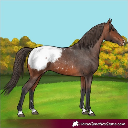 Horse Color:Bay Snowcap
