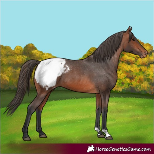 Horse Color:Bay Snowcap 