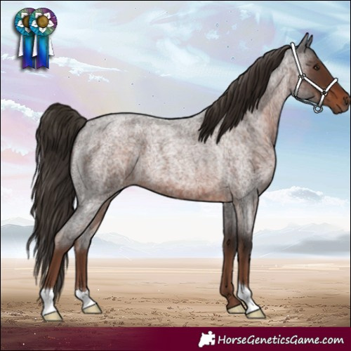 Horse Color:Liver Red Roan 