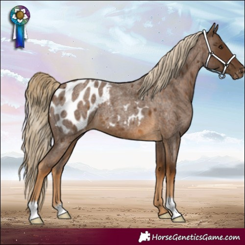 Horse Color:Chocolate Palomino Roan Blanket 
